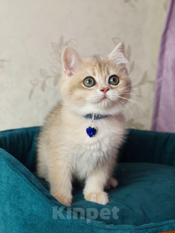 Кошки в Москве: Британский котенок Мальчик, 39 000 руб. - фото 4