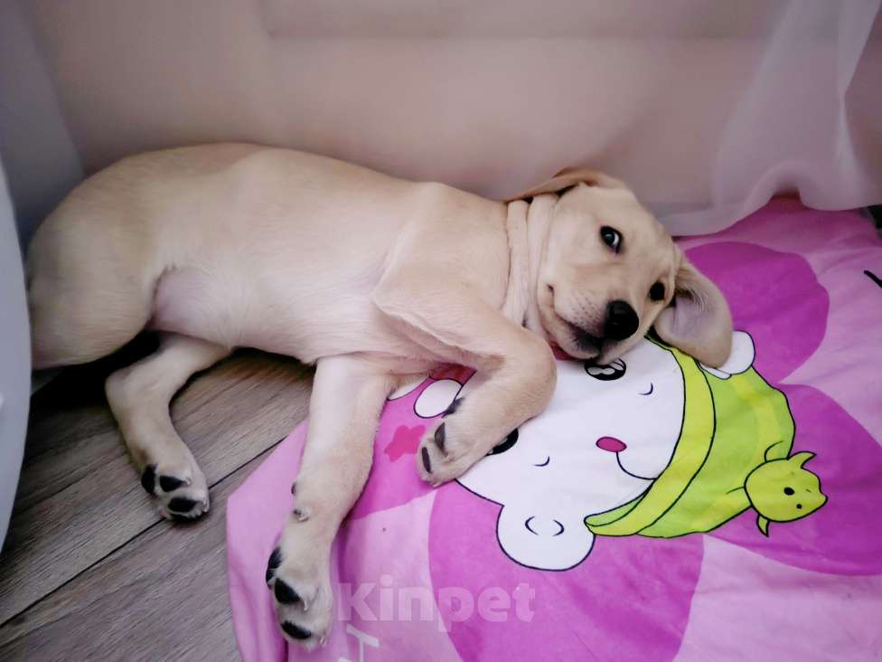 Собаки в Липецке: Щенок Лабрадора  Девочка, 20 000 руб. - фото 2