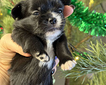 Собаки в Тольятти: Щенок длинношерстной чихуахуа, очень смышленая и игривая девочка, рождена 16 декабря  Девочка, Бесплатно - фото 1