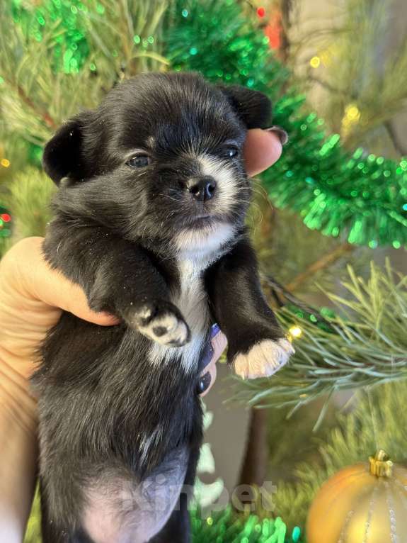 Собаки в Тольятти: Щенок длинношерстной чихуахуа, очень смышленая и игривая девочка, рождена 16 декабря  Девочка, Бесплатно - фото 1
