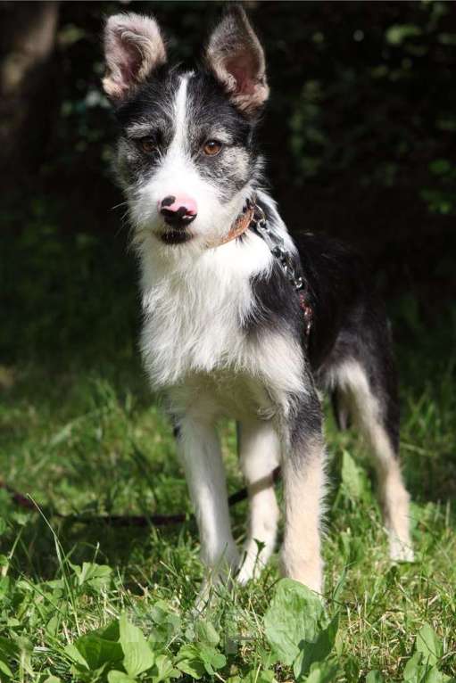 Собаки в Москве: Смайл Мальчик, Бесплатно - фото 2