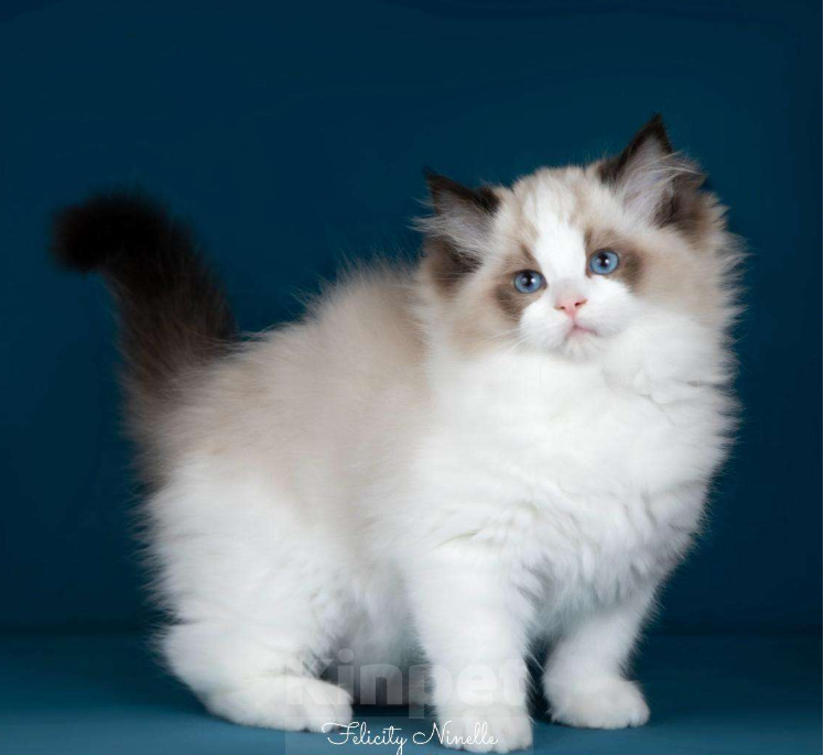 Кошки в Москве: Рэгдолл котята  Мальчик, Бесплатно - фото 2