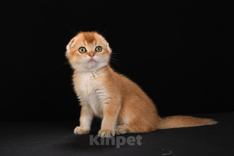 Кошки в других городах Калужской области: Шотландские котята Мальчик, 30 000 руб. - фото 2
