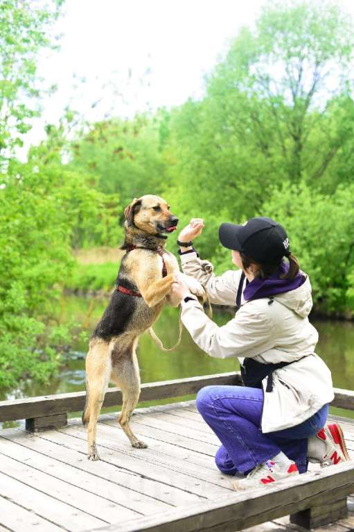 Собаки в Москве: Ясфира Девочка, Бесплатно - фото 3