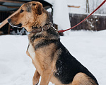 Собаки в Москве: особенный пёсик в поисках семьи Мальчик, Бесплатно - фото 4