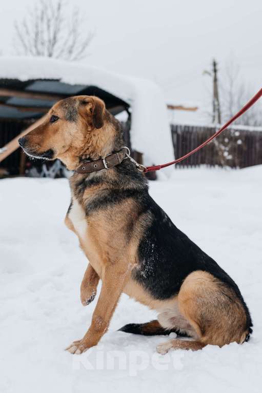 Собаки в Москве: особенный пёсик в поисках семьи Мальчик, Бесплатно - фото 4