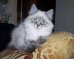 Кошки в Севастополе: Невский маскарадный котенок Мальчик, 15 000 руб. - фото 1