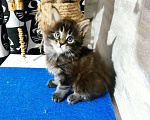 Кошки в Малмыже: Бронь котята, 10 000 руб. - фото 5