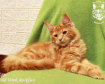 Кошки в Астрахани: Котята мейн-куны от чемпиона Мальчик, 30 000 руб. - фото 2