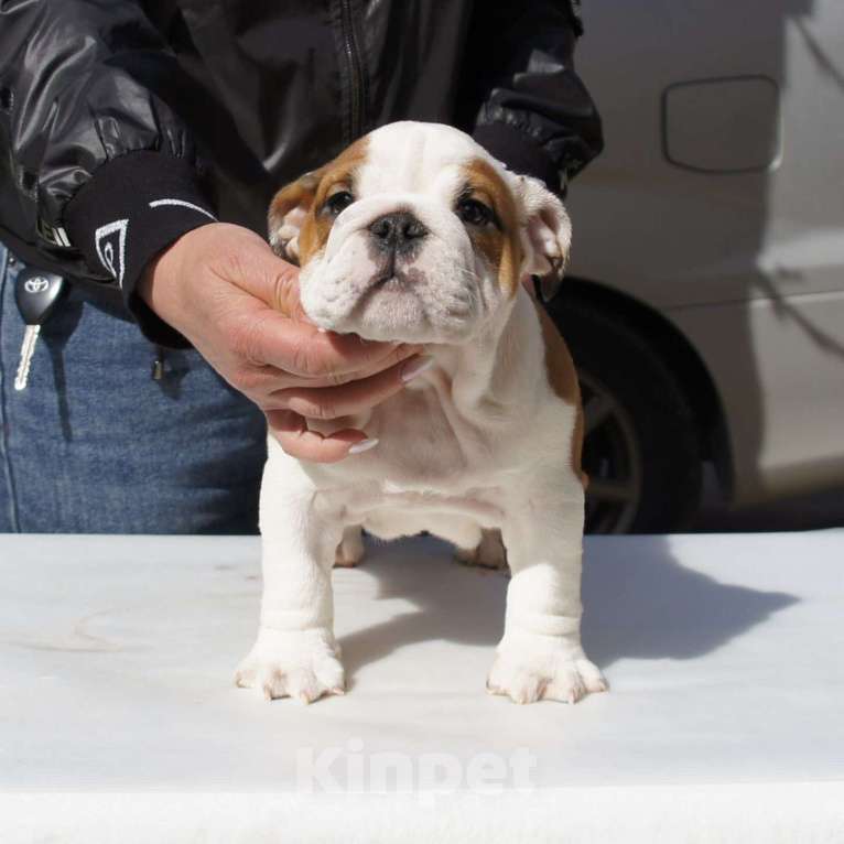 Собаки в Краснодаре: Английский бульдог, алиментная девочка Девочка, 100 000 руб. - фото 3