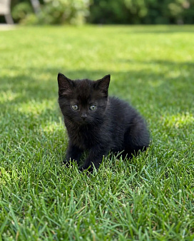 БРИТАНСКИЕ КОРОТКОШЕРСТНЫЕ КОТЯТА