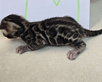 Кошки в Ростове-на-Дону: Бенгальский малыш Мальчик, 60 000 руб. - фото 2