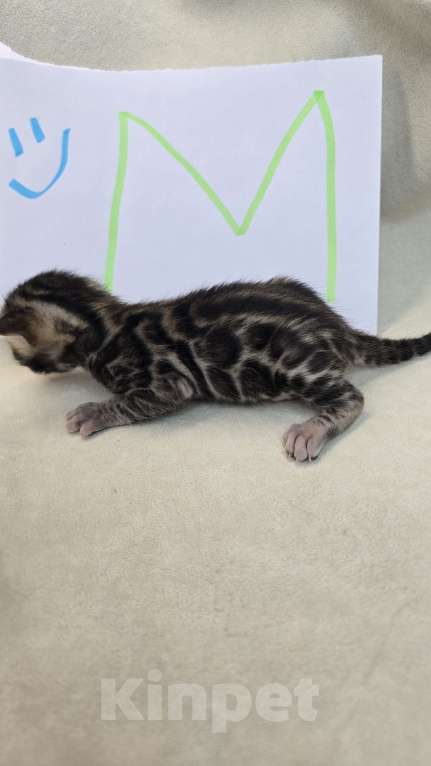 Кошки в Ростове-на-Дону: Бенгальский малыш Мальчик, 60 000 руб. - фото 2