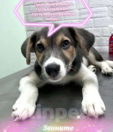 Собаки в Москве: Полкан ищет семью Мальчик, Бесплатно - фото 3