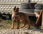 Собаки в других городах Крыма: Щенок немецкой овчарки Девочка, Бесплатно - фото 3