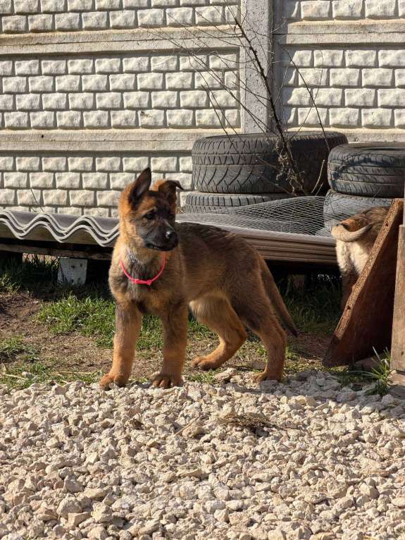 Собаки в других городах Крыма: Щенок немецкой овчарки Девочка, Бесплатно - фото 3