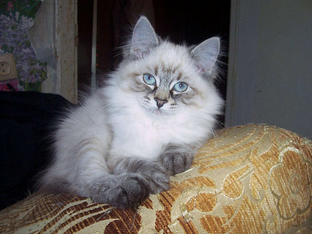 Объявление: Невский маскарадный котенок, 15 000 руб., Севастополь