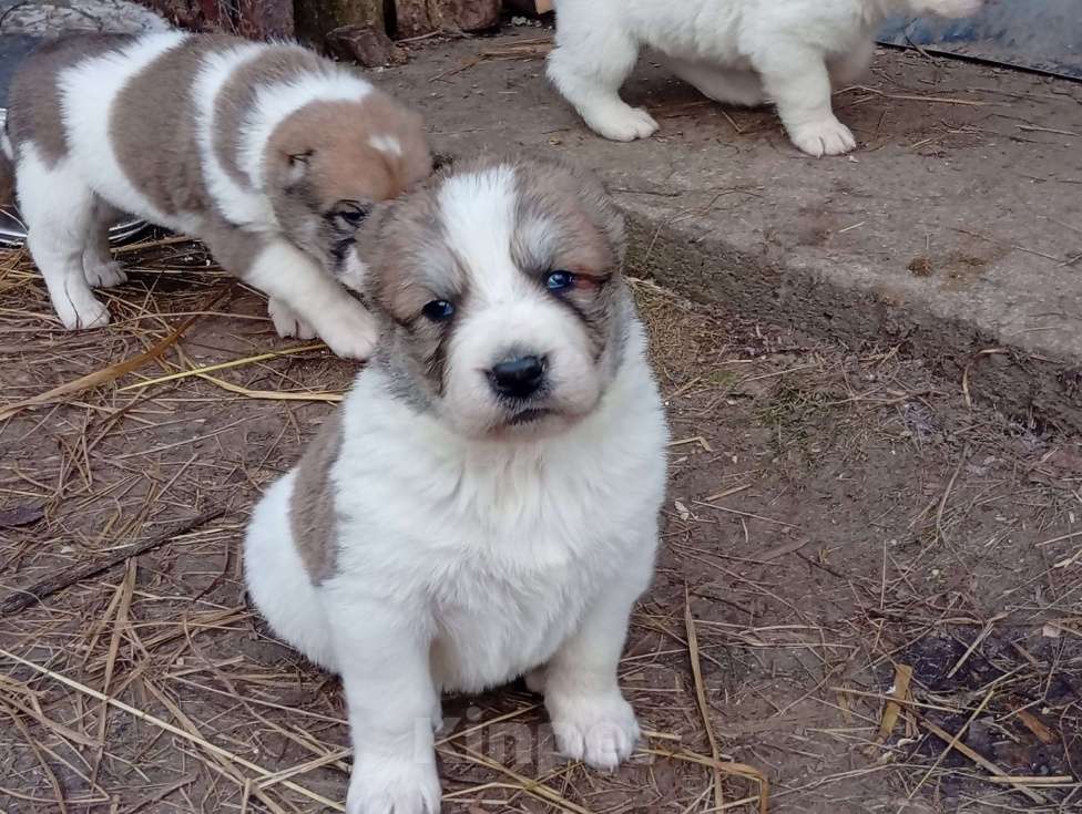 Собаки в Печоре: Девочка САО Девочка, 40 000 руб. - фото 1