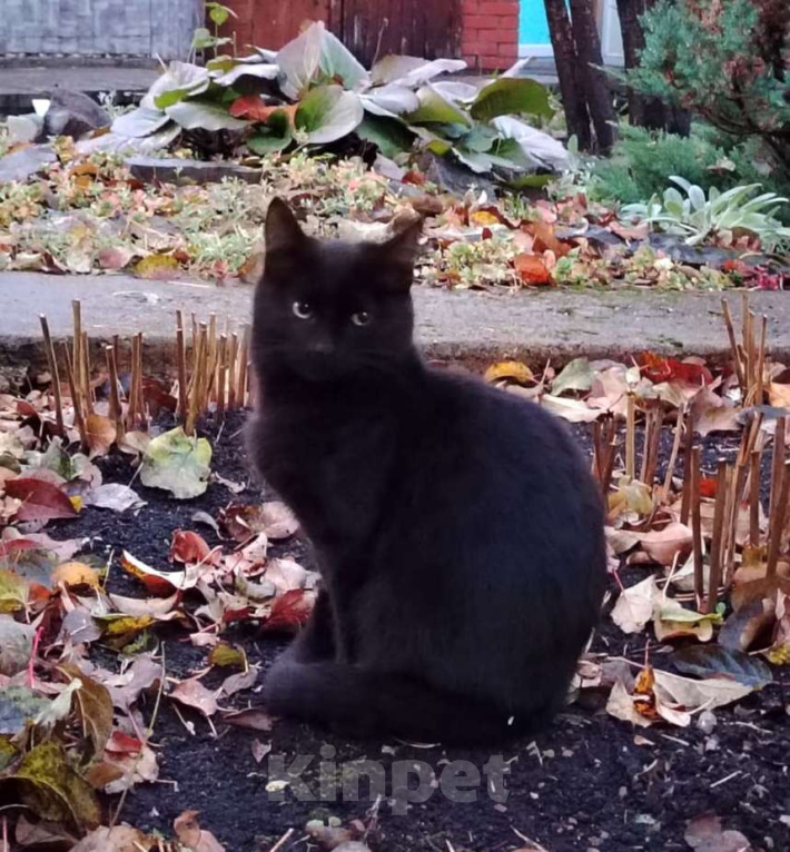 Кошки в других городах Башкортостана: Маленькое чудо ищет добрых хозяев Мальчик, 500 руб. - фото 2
