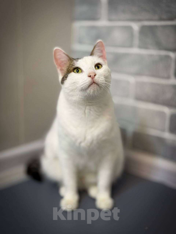 Кошки в Санкт-Петербурге: Кошка ищет дом Девочка, Бесплатно - фото 4