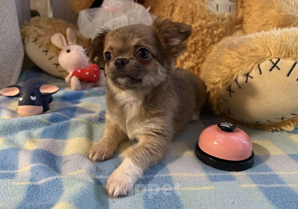 Собаки в Томске: Щенок чихуахуа девочка д/ш одна лапка белая Девочка, 35 000 руб. - фото 3