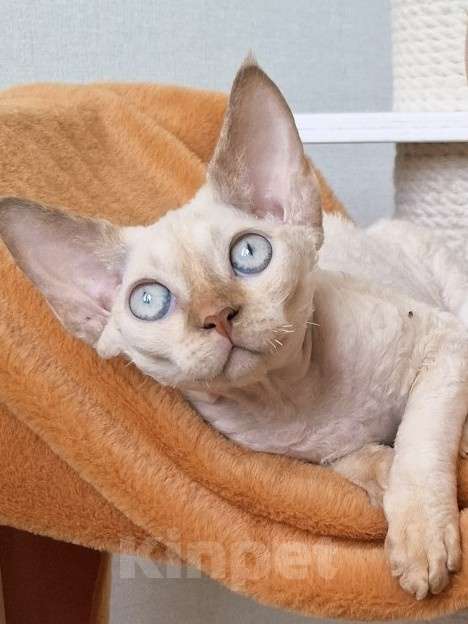 Кошки в Люберцах: Девочка девон рекс  Девочка, 65 000 руб. - фото 3