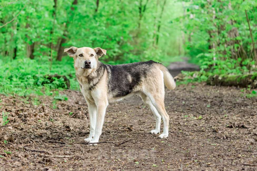 Собаки в Москве: Не дайте угаснуть в приюте нежному псу!  Мальчик, Бесплатно - фото 4