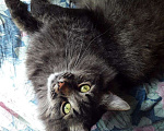 Кошки в Москве: Василек царь всего, ищет любящую семью Мальчик, Бесплатно - фото 5