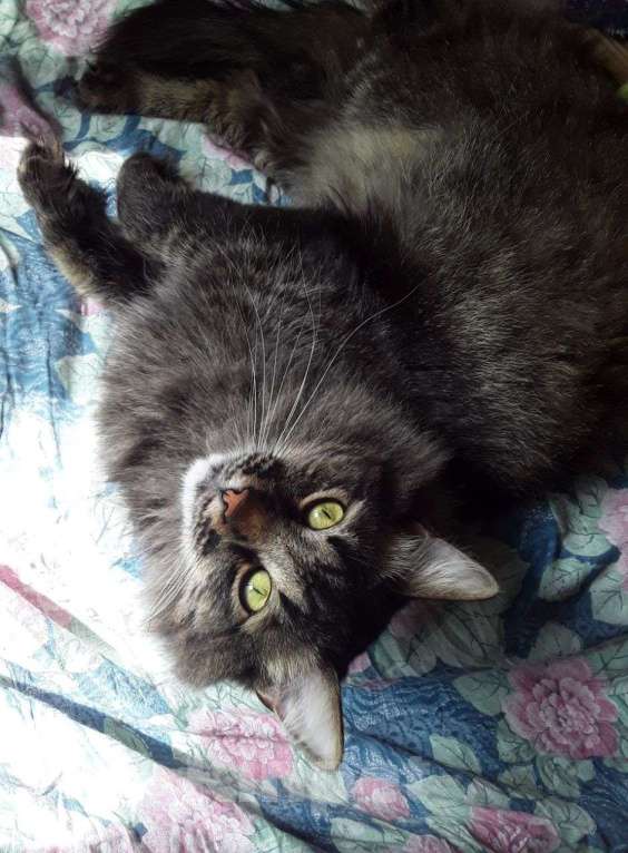 Кошки в Москве: Василек царь всего, ищет любящую семью Мальчик, Бесплатно - фото 5