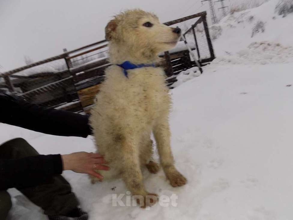 Собаки в Москве: Щенки хаски, мальчик и девочка mix Мальчик, 15 000 руб. - фото 3