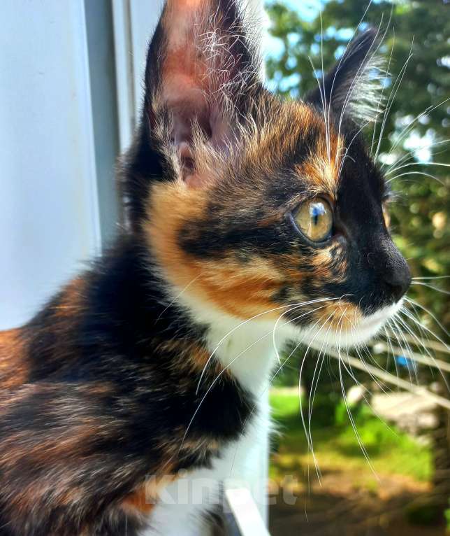 Кошки в Орле: Кошка даром Девочка, Бесплатно - фото 3