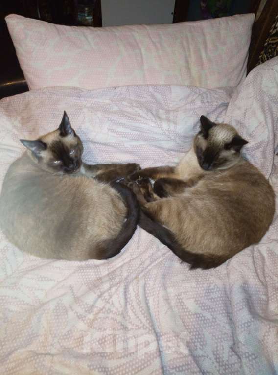 Кошки в Москве: В хорошие руки  Девочка, Бесплатно - фото 1