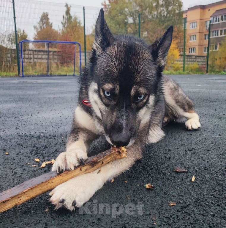 Собаки в Москве: Хаски Джуна ищет дом Девочка, Бесплатно - фото 1