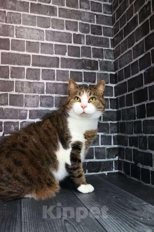 Кошки в Люберцах: Ищет дом Мирон Мальчик, Бесплатно - фото 2