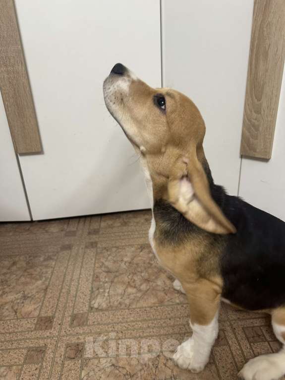 Собаки в Волжском: Продаются щенки  Мальчик, 25 000 руб. - фото 3