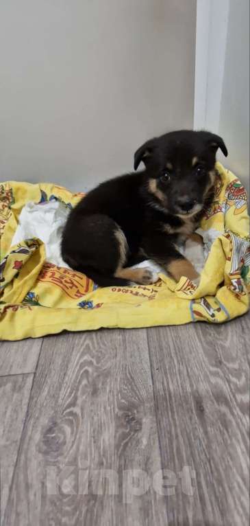 Собаки в других городах Тульской области: Щенка в добрые руки Девочка, Бесплатно - фото 2