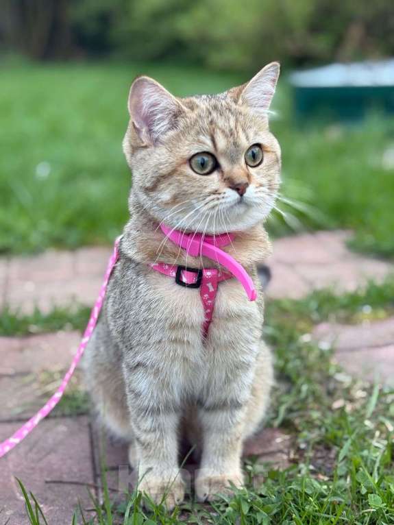 Кошки в Москве: Котята британской золотой шиншиллы ищут свою хозяйку Девочка, 25 000 руб. - фото 6