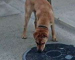 Собаки в Евпатории: ПРОПАЛА СОБАКА Мальчик, 1 руб. - фото 1
