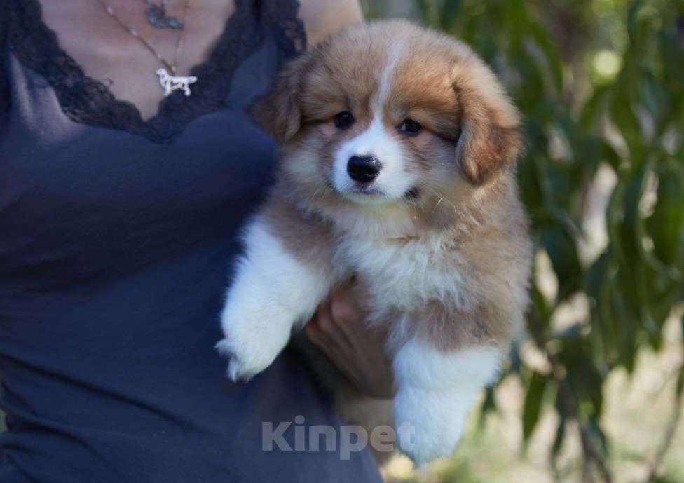 Собаки в Волгограде:  Щенок не для разведения Мальчик, Бесплатно - фото 2