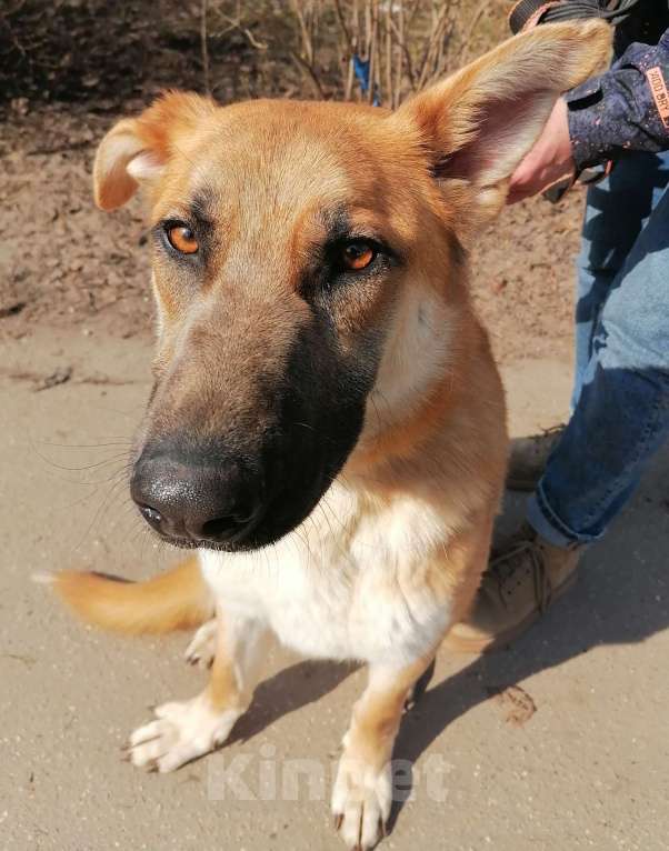 Собаки в Москве: Честер, удивительно красивый пес Мальчик, Бесплатно - фото 3