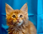 Кошки в Москве: Огненный рыжик Мальчик, 60 000 руб. - фото 1