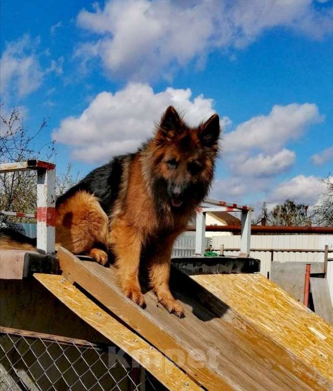 Собаки в Москве: Щенки немецкой длинношерстной овчарки  Девочка, Бесплатно - фото 9