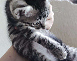 Кошки в Волгограде: котёнок в добрые руки Мальчик, Бесплатно - фото 4