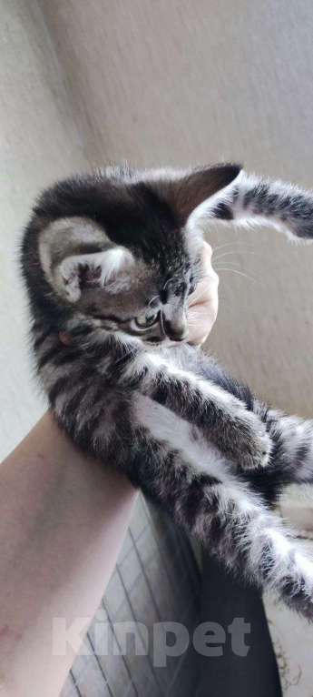 Кошки в Волгограде: котёнок в добрые руки Мальчик, Бесплатно - фото 4