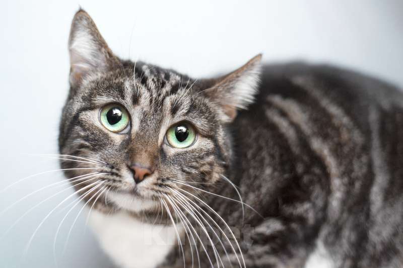 Кошки в Москве: Самая ручная и ласковая кошка Mi в добрые руки Девочка, 1 руб. - фото 2