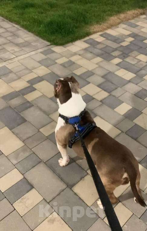 Собаки в Краснодаре: Американский булли мальчик Мальчик, Бесплатно - фото 3