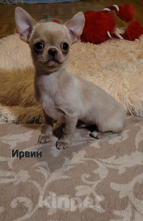 Собаки в Москве: Щенок Чихуахуа лиловый Мальчик, Бесплатно - фото 3