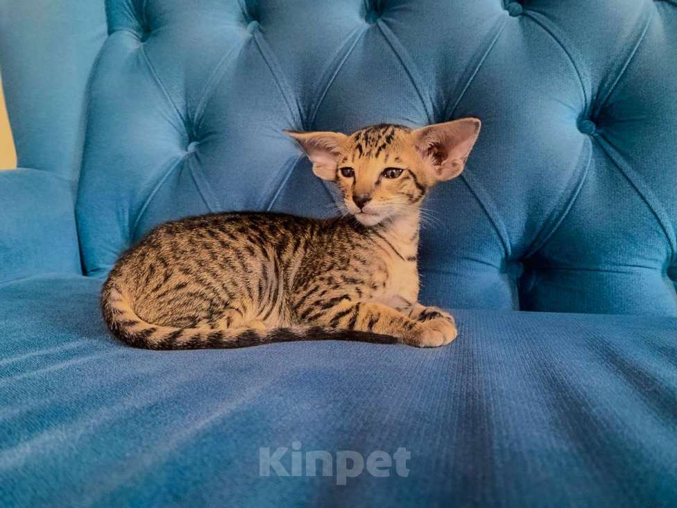 Кошки в Челябинске: Ориентальная девочка  Девочка, 60 000 руб. - фото 6