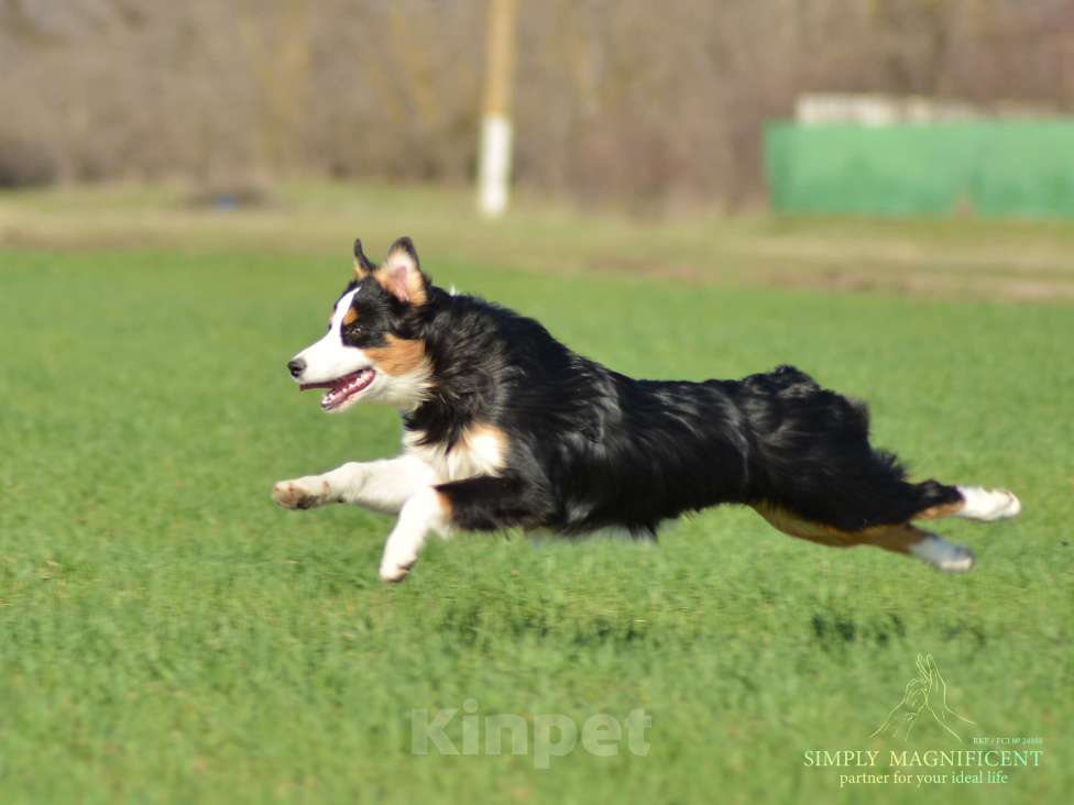 Собаки в других городах Московской области: Щенок австралийской овчарки Девочка, Бесплатно - фото 8