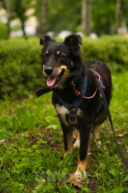 Собаки в Санкт-Петербурге: Дельта из приюта в добрые руки Девочка, Бесплатно - фото 6